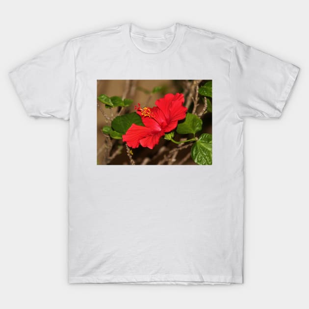 Red Hibiscus Flower T-Shirt by Cynthia48